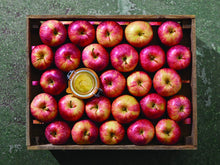 Load image into Gallery viewer, Le Parfait Super Terrines - Le Parfait America